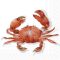 Crab rákos szalvéta, 3 rétegű, 20 db/csomag, IHR, 33X33 CM