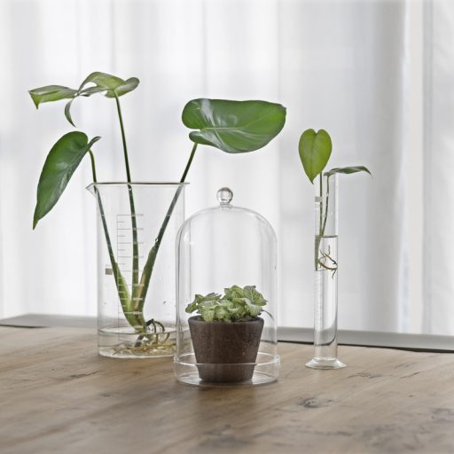 Dekorációs üveg búra, alappal, 12,8 cm átmérőjű