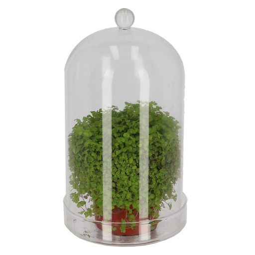 Dekorációs üveg búra, alappal, 16,3 cm átmérőjű