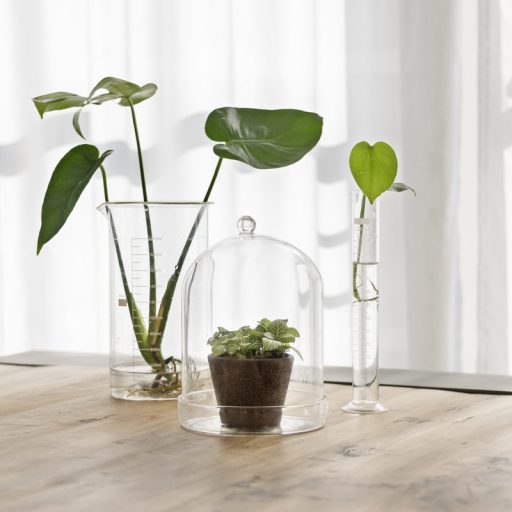 Dekorációs üveg búra, alappal, 16,3 cm átmérőjű