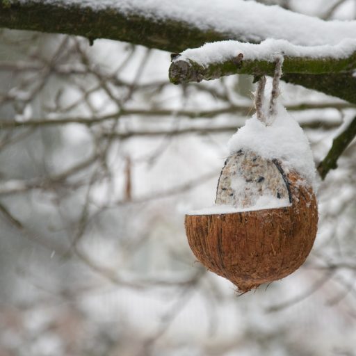 Madáreleséggel töltött felakasztható kókuszdió