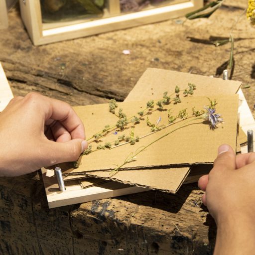 Virág és gyógynövény prés, lecsavarozható