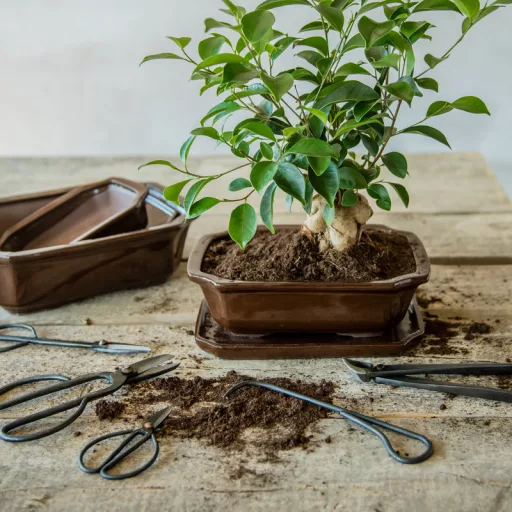 Bonsai gyökérhorog