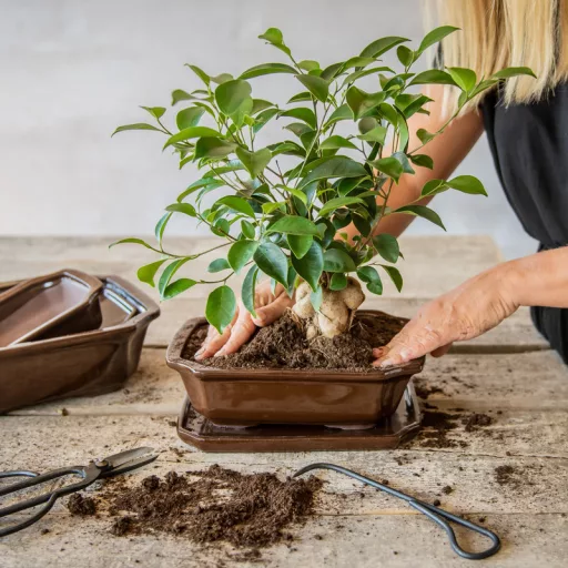 Kerámia bonsai cserép, 26 cm